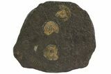 Dactylioceras Ammonite Cluster - Posidonia Shale, Germany #79305-1